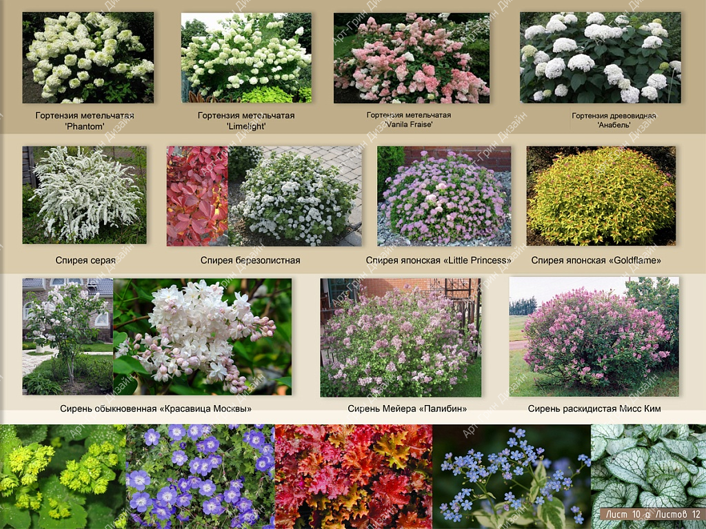 Ассортиментная ведомость растений – список растений от agdizain.ru